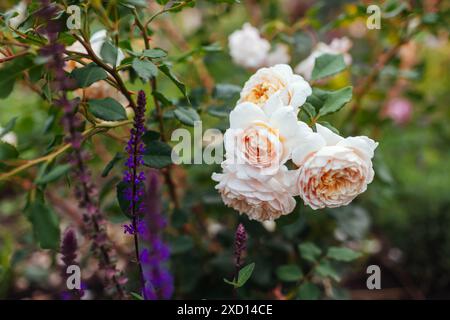 Gros plan de Crocus Rose anglais florissant dans le jardin d'été par salvia. Les fleurs blanches crémeuses poussent sur l'arbuste. Sélection Austin Banque D'Images