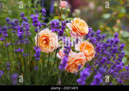 Gros plan de la rose Elizabeth Stuart fleurissant dans le jardin d'été. Les fleurs à plusieurs pétales orange poussent sur l'arbuste par la lavande. Sélection Massad Banque D'Images