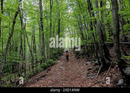 Trekking dans une forêt de pruches, parc national de Lovcen, Monténégro Banque D'Images