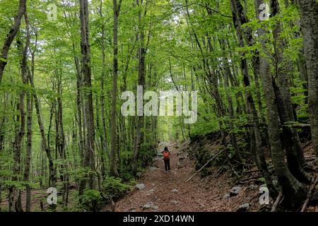 Trekking dans une forêt de pruches, parc national de Lovcen, Monténégro Banque D'Images