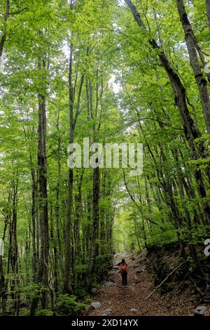 Trekking dans une forêt de pruches, parc national de Lovcen, Monténégro Banque D'Images