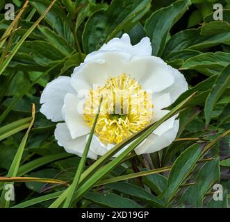 Paeonia lactiflora - pivoine chinoise. Paeonia lactiflora var. trichocarpa. Banque D'Images