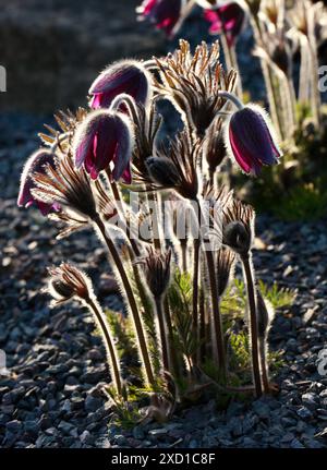 Pasque Flower (ou Pasqueflower), Wind Flower, Prairie Crocus, Easter Flower, ou Meadow Anemone, Pulsatilla montana, Ranunculaceae. Europe. Le natif Banque D'Images