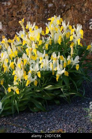 Feuille de maïs Iris, Iris bucharica, Iridacées. Tadjikistan, Afghanistan, et Ouzbékistan, Asie. Banque D'Images