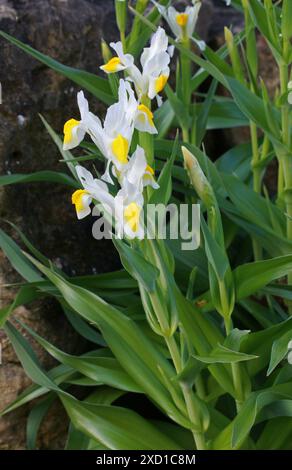 Iris, 'Sunny Side Up', Iridaceae. Iris 'Sunny Side Up' est un hybride de Iris bucharica et Iris magnifica. Ce cultivar a des fleurs jaunes et blanches. Banque D'Images