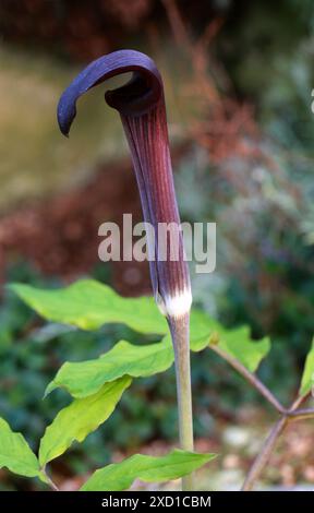 Arisaema serratum var. Mayebarae, Araceae. Japon. Arisaema serratum est une espèce de plante à fleurs de la famille des arum (Araceae). Originaire du Japon. Banque D'Images