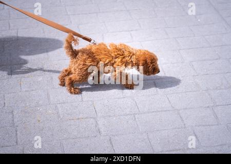 Un petit caniche jouet va se promener et tire sur la laisse de son propriétaire au milieu de la ville Banque D'Images