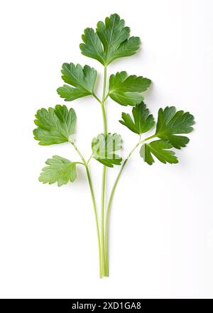 Brins de persil plat frais entiers, brindilles vertes de persil avec des feuilles vert vif et non froissées. Petroselinum crispum. Banque D'Images