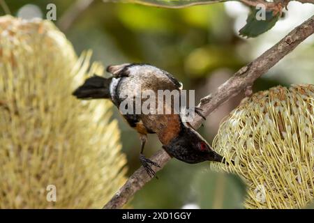 Australian Eastern Spinebill se nourrissant du nectar d'une scie Banksia Banque D'Images