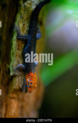 Gecko à tête jaune (Gonatodes albogularis) sur un arbre Banque D'Images