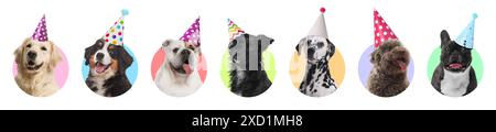 Chiens d'anniversaire mignons dans des chapeaux de fête sur fond blanc, collage de portraits Banque D'Images