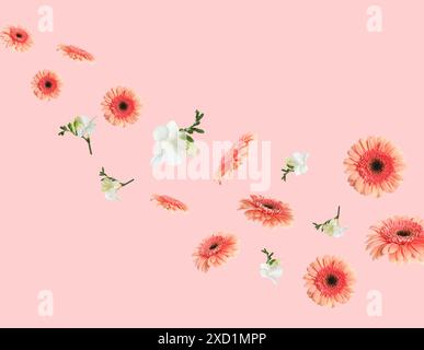 Gerbera de corail et fleurs de freesia blanc volant sur fond rose Banque D'Images