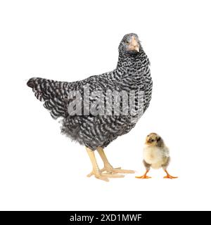 Poulet avec poussin mignon sur fond blanc Banque D'Images