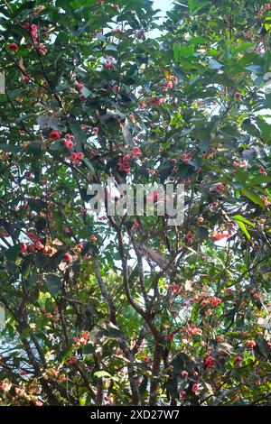 Pomme rose ou jambu de cire ou arbre Syzygium samarangense avec de petits fruits roses. Banque D'Images