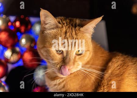 Femelle chat tabby au gingembre léchant ses moustaches tout en regardant la caméra. Félin à l'œil paresseux, moustache blanche et beau manteau orange. Boules de Noël Banque D'Images