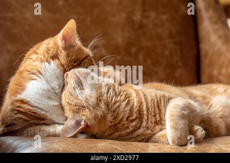 Deux chats soeurs au gingembre félins couchés sur un canapé câlin, jouant, se reposant et se relaxant. Banque D'Images