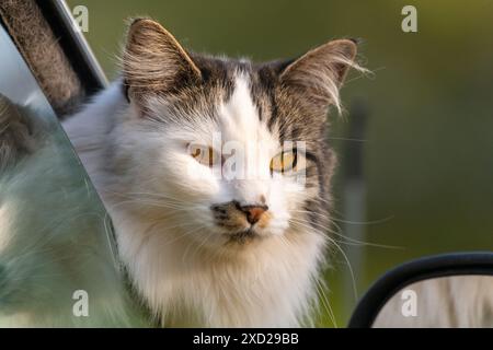 Beau chat avec les yeux orange vif, fourrure moelleuse blanche, brune et noire avec sa tête sortant de la fenêtre de la voiture avec un fond flou. Banque D'Images