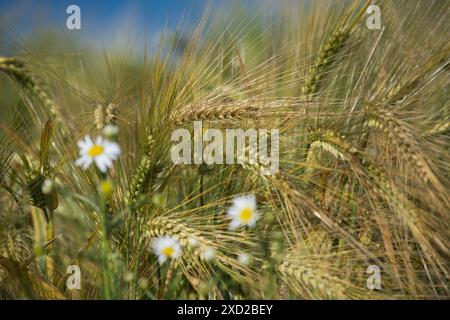 Photo en gros plan de marguerites et d'orge dans un champ d'été ensoleillé. L'image capture la beauté des fleurs sauvages et des plantes cultivées. Banque D'Images