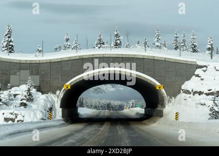 Traverser l'Alberta en hiver, sous un pont traversant la faune au-dessus de l'autoroute. Prise dans le parc national Banff, Canada. Banque D'Images