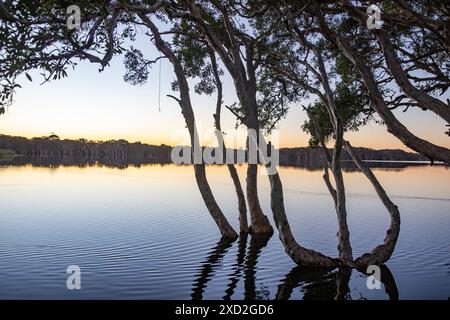 Lac Ainsworth, Lennox Head en Nouvelle-Galles du Sud, lac coloré teinté par des arbres melaleuca, Australie Banque D'Images