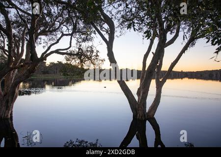 Lac Ainsworth, Lennox Head en Nouvelle-Galles du Sud, lac coloré teinté par des arbres melaleuca, Australie Banque D'Images