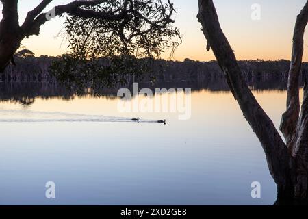 Lac Ainsworth, Lennox Head en Nouvelle-Galles du Sud, lac coloré teinté par des arbres melaleuca, Australie Banque D'Images