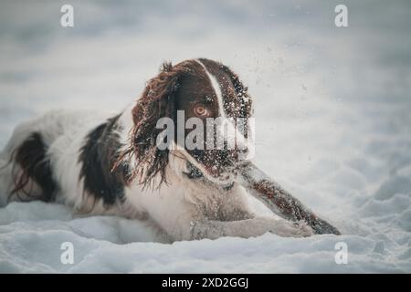 Jeune et énergique Springer Spaniel joue avec un bâton dans la neige. Banque D'Images