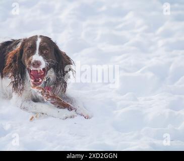Jeune et énergique Springer Spaniel joue avec un bâton dans la neige. Banque D'Images
