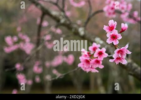 Fleurs de fleurs de cerisier sauvages roses de l'himalaya fleurissant sur son arbre avec un fond flou. Banque D'Images