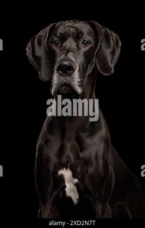 Portrait de Grand chien Danois, sur fond noir isolé. prise de vue en studio Banque D'Images