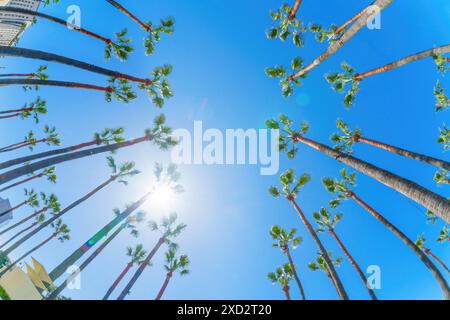 Vue sphérique à angle bas vers le haut d'un groupe de grands palmiers placés contre un ciel bleu clair avec le soleil jetant un coup d'œil à travers les branches. Vacati tropical Banque D'Images