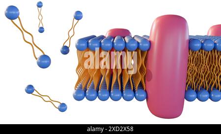 le rendu 3d de la monocouche lipidique est un type de membrane cellulaire dans laquelle les lipides sont disposés en une seule couche, plutôt que la bicouche typique. Banque D'Images