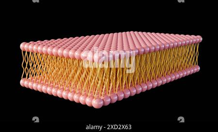 le rendu 3d de la monocouche lipidique est un type de membrane cellulaire dans laquelle les lipides sont disposés en une seule couche, plutôt que la bicouche typique. Banque D'Images