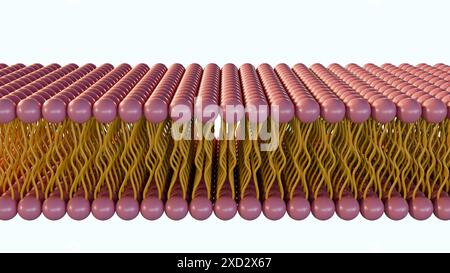 le rendu 3d de la monocouche lipidique est un type de membrane cellulaire dans laquelle les lipides sont disposés en une seule couche, plutôt que la bicouche typique. Banque D'Images