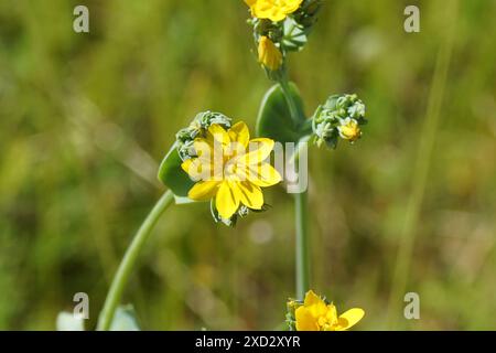 Gros plan fleurs moût jaune, Blackstonia perfoliata, famille des Gentianaceae. Fond vert pâle. Été, juin, France Banque D'Images