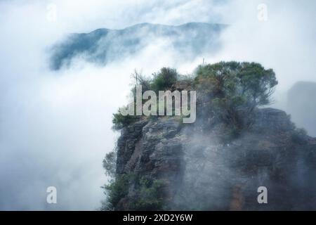 Tout d'abord des Tree Sisters, arbres, xanthorrhoea, feuillage enveloppé dans les nuages et brouillard le paysage de Jamison Valley à travers une rupture dans le nuage Banque D'Images