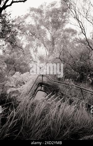 Admirant l'herbe, les arbres, le feuillage et les balustrades métalliques le long de l'escalier géant, les Tree Sisters (Katoomba, Sydney) se cachent dans un vide de brouillard épais Banque D'Images