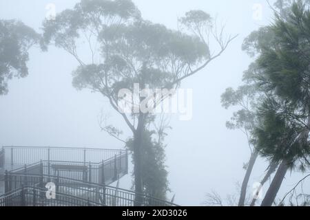 À Echo point, dans les Blue Mountains, de grands gommiers s'élèvent au-dessus d'une plate-forme d'observation surélevée, les Tree Sisters sont invisibles et entourées d'un épais brouillard Banque D'Images