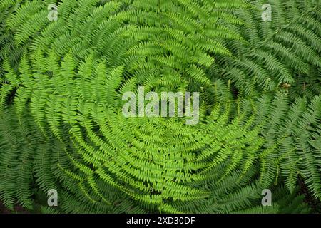 Vue sur les feuilles vertes fraîches, les frondes et la forme en spirale d'une « fougère arborée » de Cyathea australis depuis le haut à Echo point dans les Blue Mountains Banque D'Images