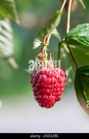 Gros plan de framboise rouge mûre sur la branche dans le jardin entourée de feuilles vertes. Banque D'Images