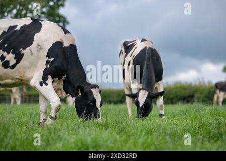 Vaches laitières Holstein pâturant dans des pâturages luxuriants. Cumbria, Royaume-Uni. Banque D'Images