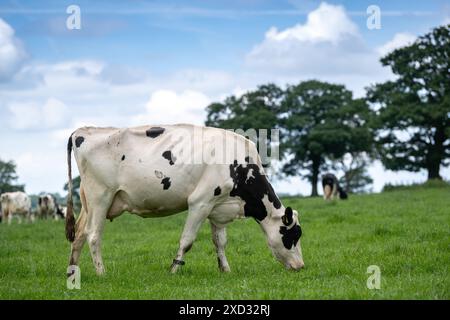 Vaches laitières Holstein pâturant dans des pâturages luxuriants. Cumbria, Royaume-Uni. Banque D'Images