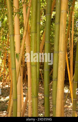 Bamboo, Masone Labarinth, Fontanellato, Parme, Emilia Romagna, Italie. Banque D'Images