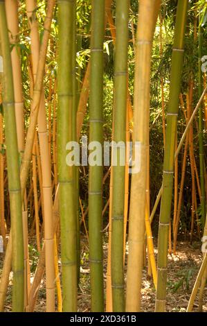 Bamboo, Masone Labarinth, Fontanellato, Parme, Emilia Romagna, Italie. Banque D'Images