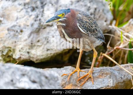 Un héron vert adulte sauvage (Butorides virescens) chasse les petits crabes parmi les rochers sur une rive de la rivière de Floride. Banque D'Images