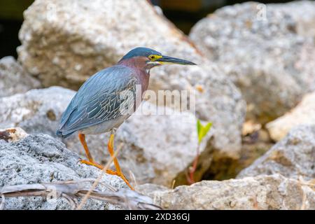 Un héron vert adulte sauvage (Butorides virescens) chasse les petits crabes parmi les rochers sur une rive de la rivière de Floride. Banque D'Images