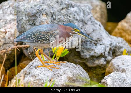 Un héron vert adulte sauvage (Butorides virescens) chasse les petits crabes parmi les rochers sur une rive de la rivière de Floride. Banque D'Images