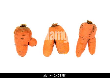 Légumes carottes faussés et fourchus. Exemples organiques imparfaits sur fond blanc. Banque D'Images