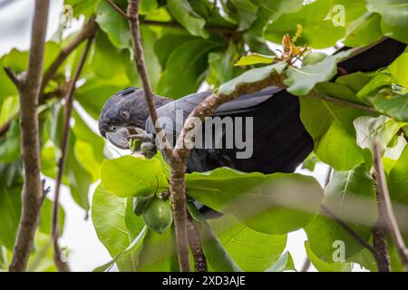 Cockatoo noir à queue rouge mâle assis sur la branche avec des feuilles vertes, Queensland, Australie. Banque D'Images