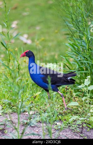 Gros plan de Purple Swamphen marchant dans les prairies, Queensland, Australie. Banque D'Images